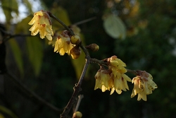 Chimonanthe prcoce