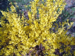 Jasmin d'hiver