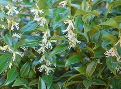 Sarcococca