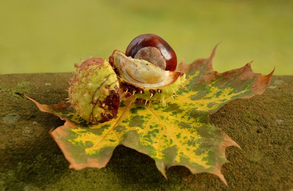Couleurs d'automne