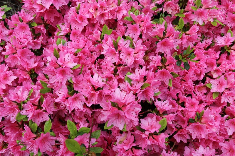 Azalée, plante de charme