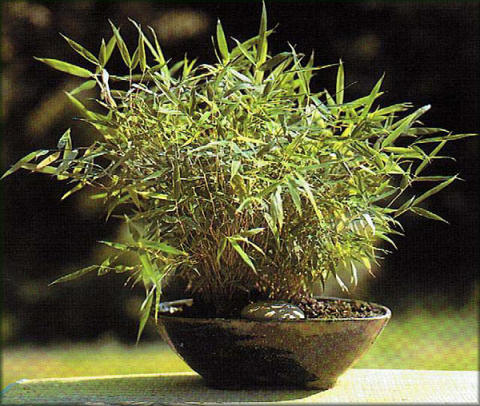 Pleioblastus chino variegata gracilis en bonsaï