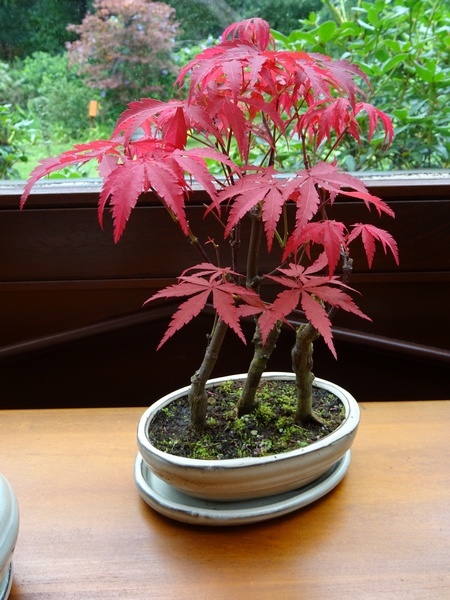 Bonsa Acer palmatum