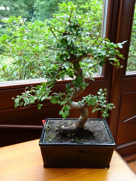 Bonsaï Zelkova