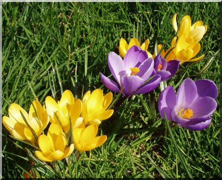 Crocus