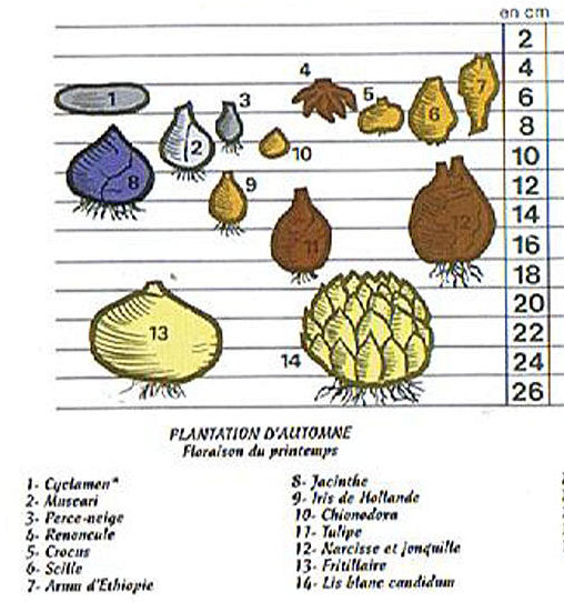 comment planter renoncules