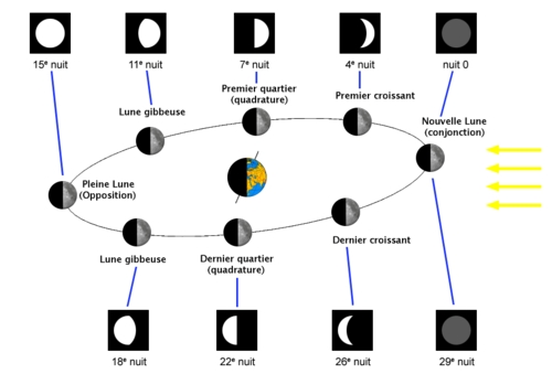 Jardiner avec la lune 2024 🌙  Calendrier lunaire du jardin 2024 à imprimer