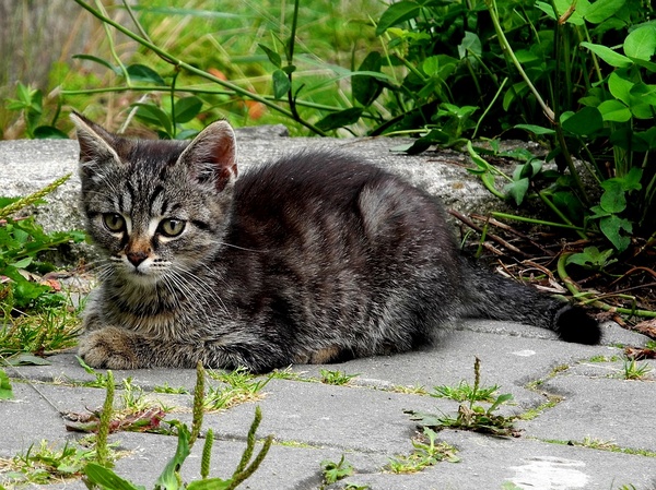 Jeune chat