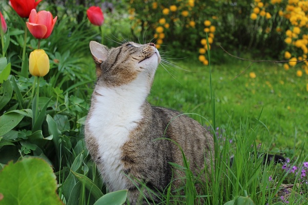 Chat au jardin