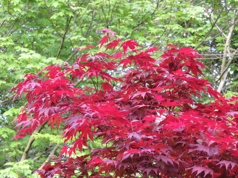 Acer palmatum 'Atropurpureum'