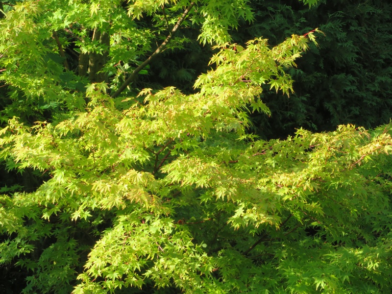 Acer palmatum 'Sango-kaku'