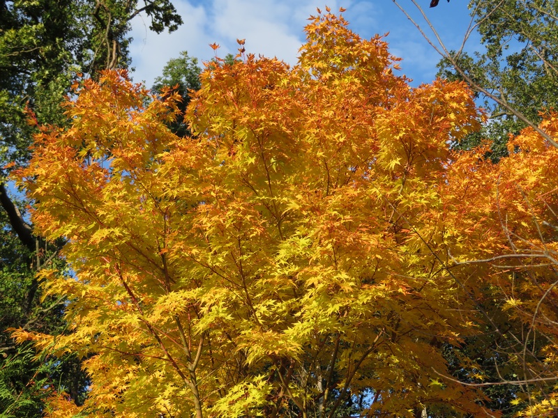 Acer palmatum 'Sango-kaku'