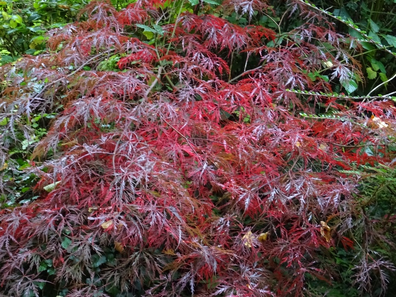 Acer palmatum 'Dissectum'