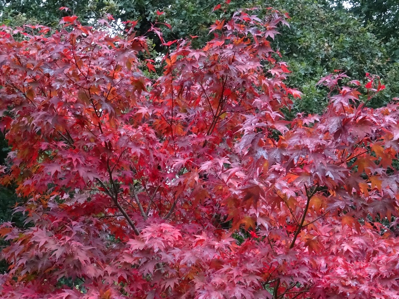 Acer palmatum 'Atropurpureum'