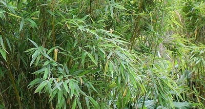 Fargesia 'Jumbo' - Bambou parapluie (Bambusa Fargesia murieliae 'Jumbo')