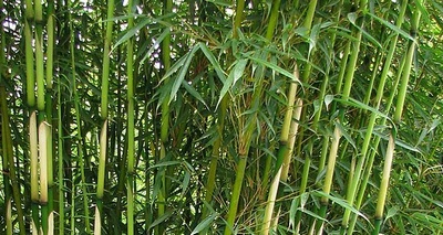 Fargesia robusta 'Campbell' (Bambusa Fargesia robusta 'Campbell')
