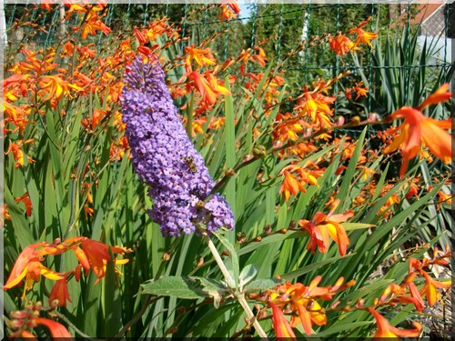 Le Jardin de Jolle