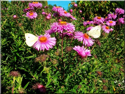 Le Jardin de Jolle