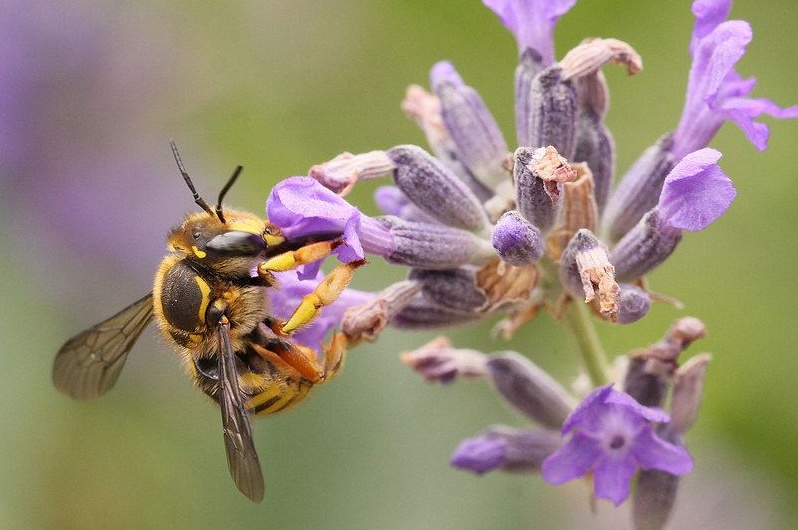 Un jardin accueillant pour les abeilles