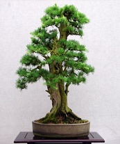 Larix decidua