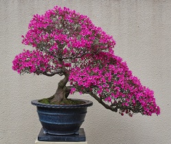 Azale du Japon