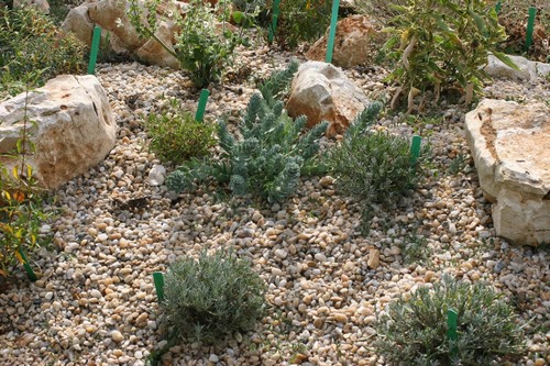 Jardin de gravier