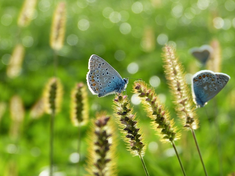 Jardin sans pesticides - biodiversit