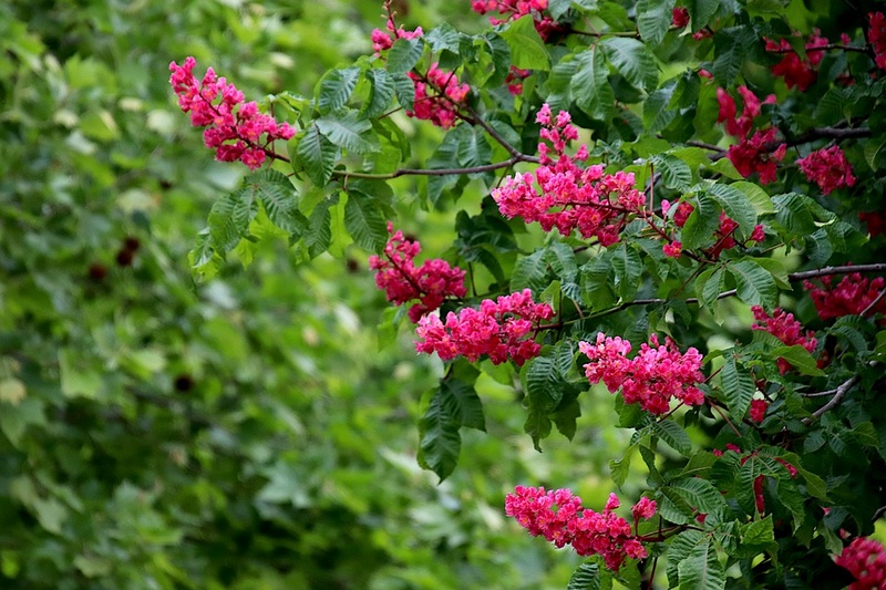 Jardin sans pesticides - vgtaux