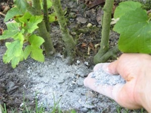 Cendre de bois contre les limaces