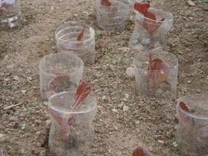 Protection des jeunes plantes avec des bouteilles en plastique