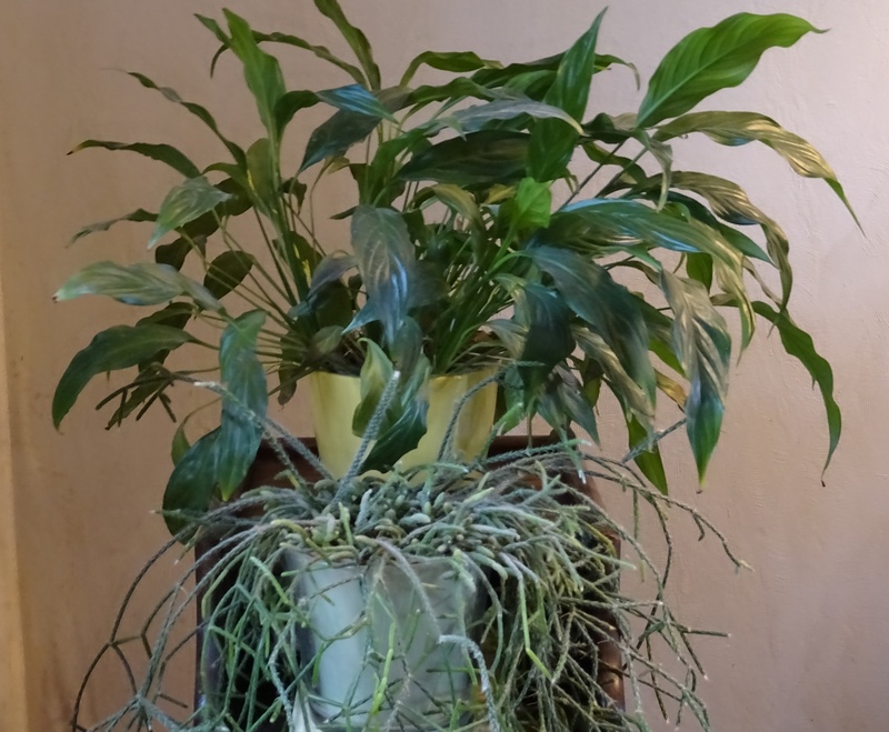Plantes faciles et increvables