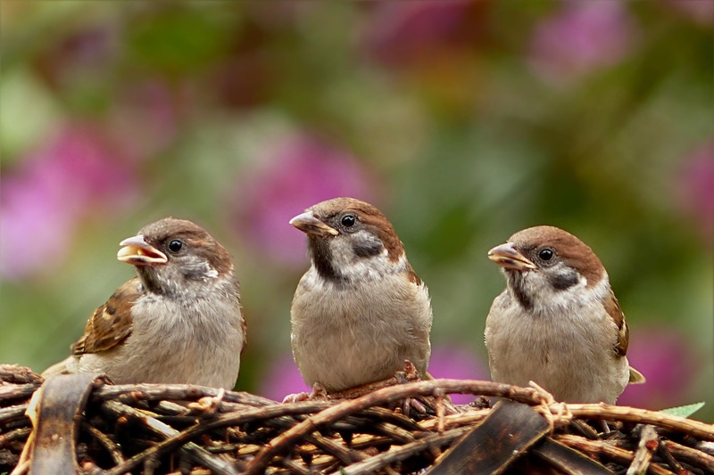 Attirer les oiseaux au jardin avec des arbres