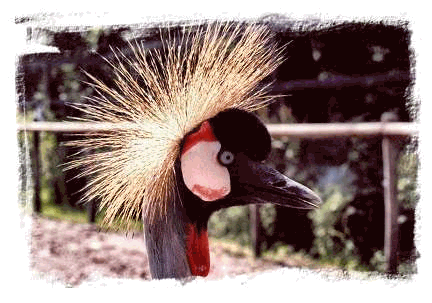 Grue couronne