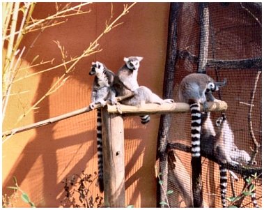 Les maki catta (Lemur catta)