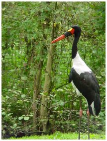 Jabiru d'Afrique