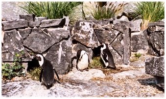 Les manchots du Cap