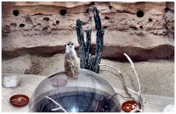 Suricate d'Afrique du Sud (famille des mangoustes)