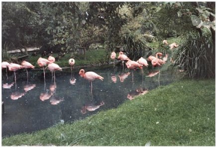 Flamants roses de Cuba