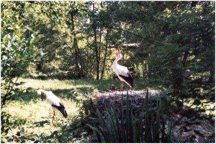 Cigognes blanches