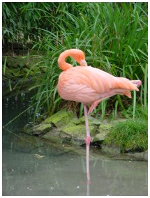 Flamant rose de Cuba