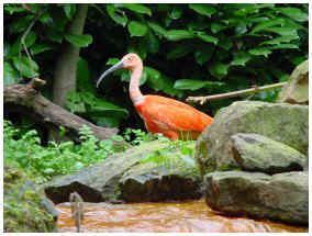 L'Ibis rouge