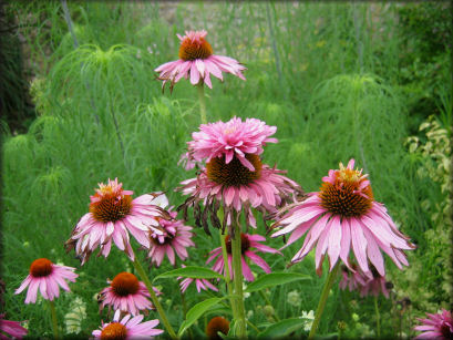 Jardin de Patrick Peltier