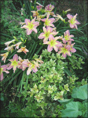 Jardin de Patrick Peltier