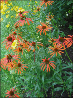 Jardin de Patrick Peltier