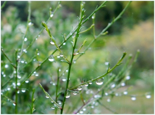 Pluie au jardin