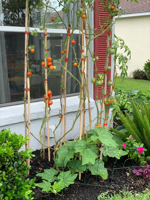 Petit potager productif