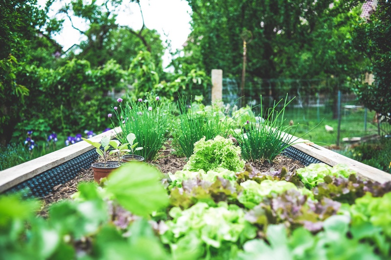 Petit potager productif