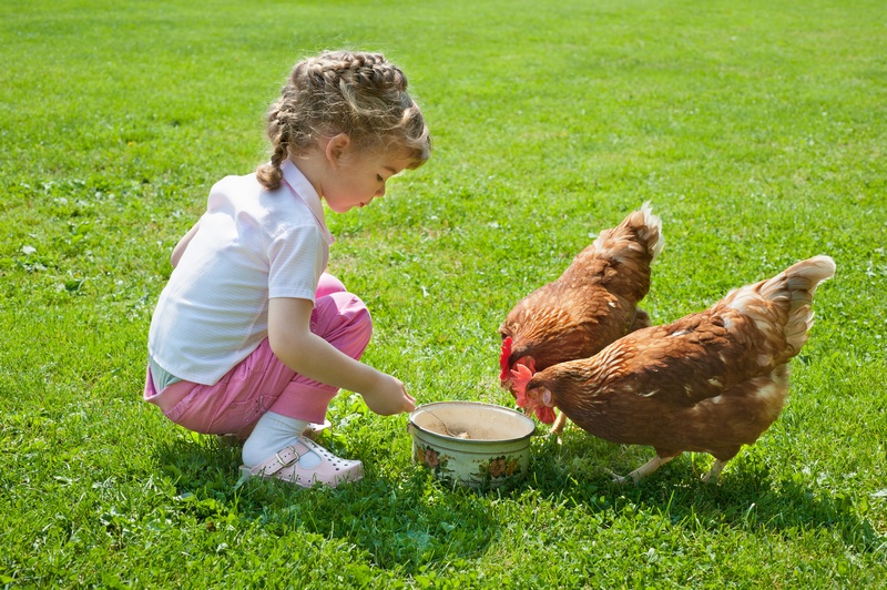 Les poules au jardin