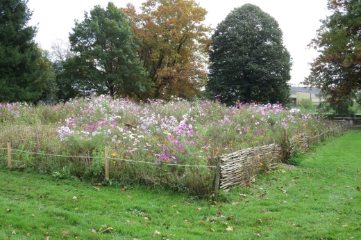 Coin de prairie fleurie