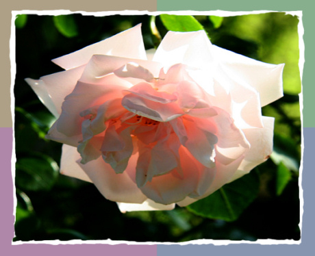 Fraîcheur et transparence